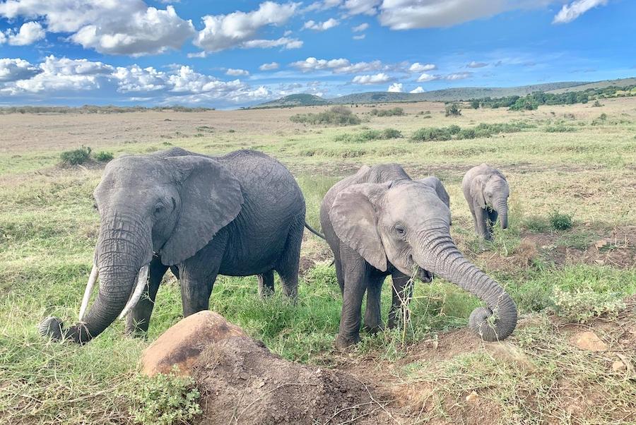 Wild elephants in Maasai Mara, Kenya. 